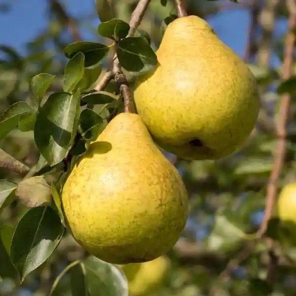 Bumbieres