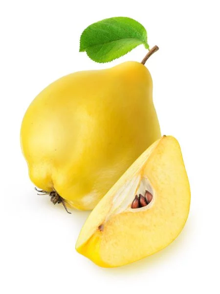 Cidonija
